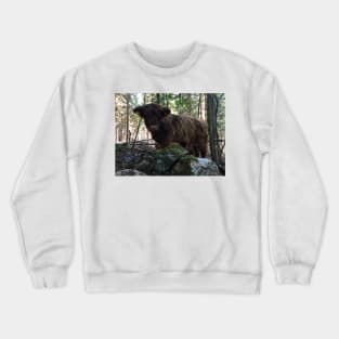 Scottish Highland Cattle Calf 1802 Crewneck Sweatshirt